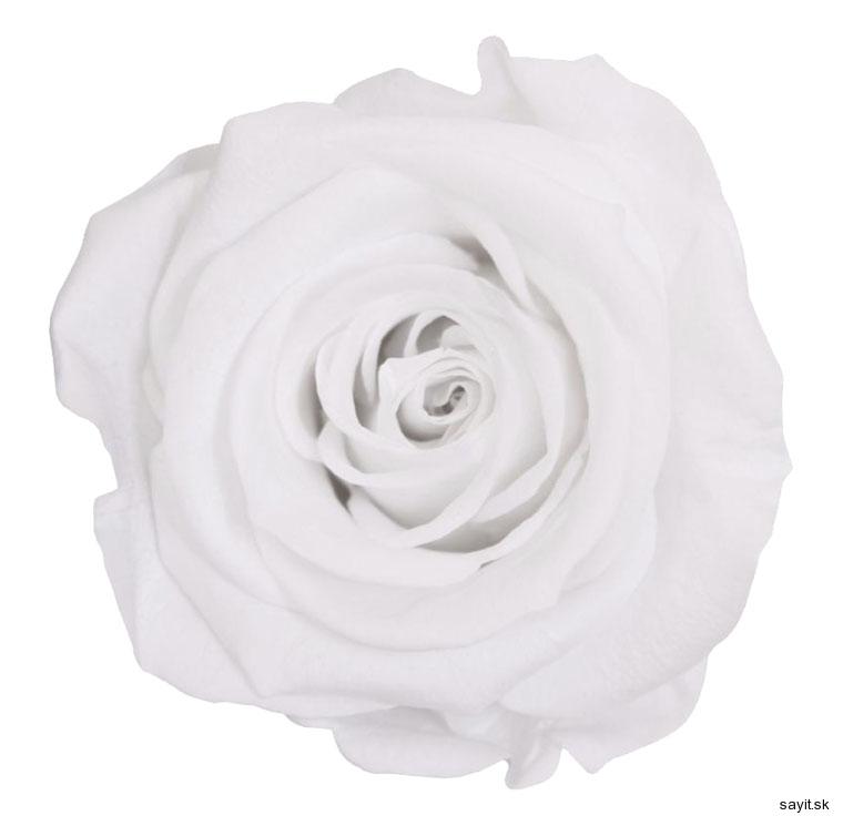 Stabilizovaná - dlhotrvácna ruža biela