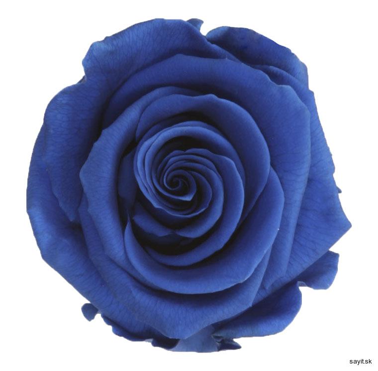 Stabilizovaná - dlhotrvácna ruža modrá