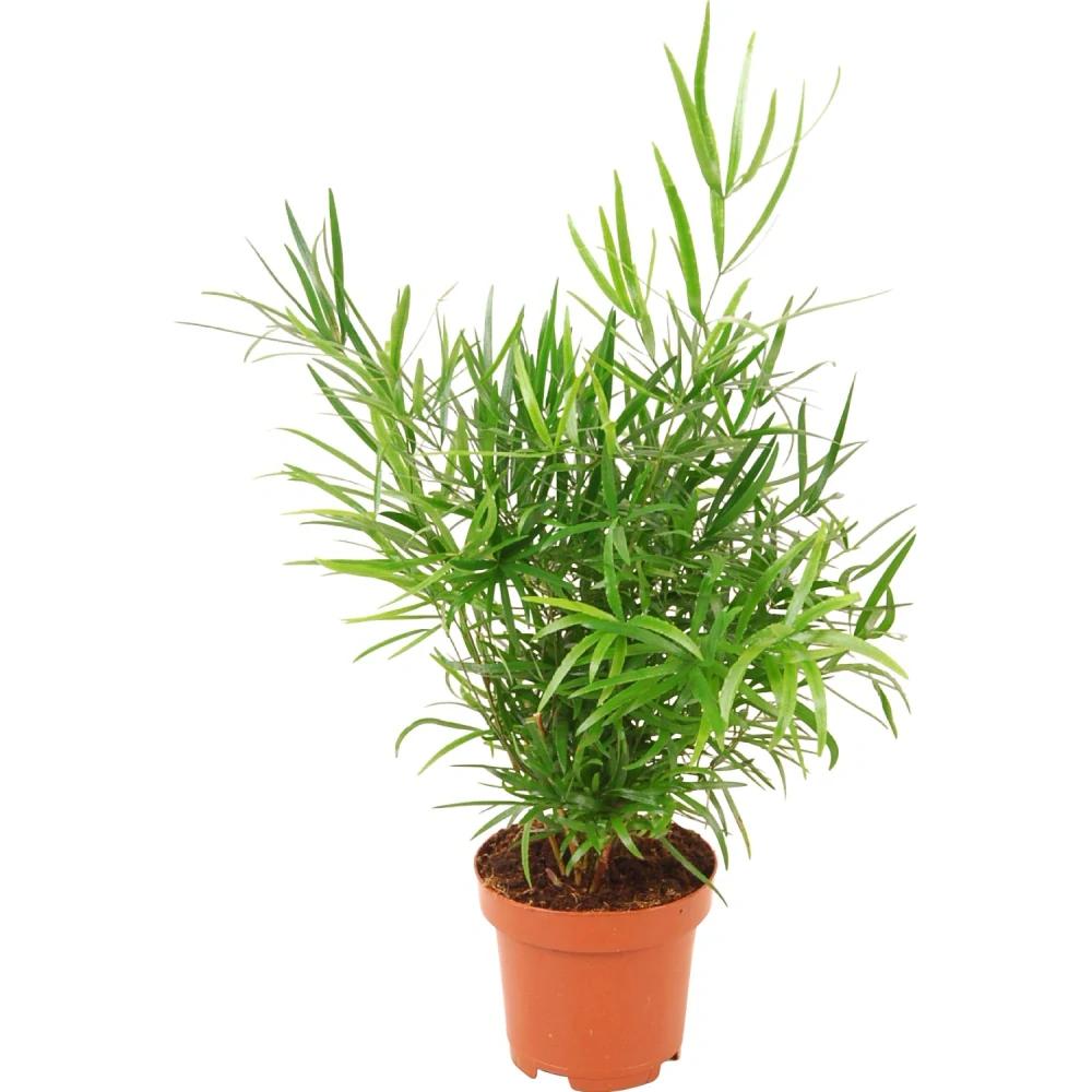 Asparágus 