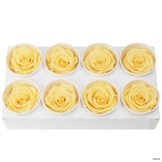 Ruža stabilizovaná krémová 5,5cm 