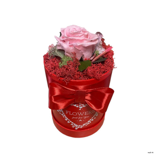 Trvácna ruža v boxe ružová