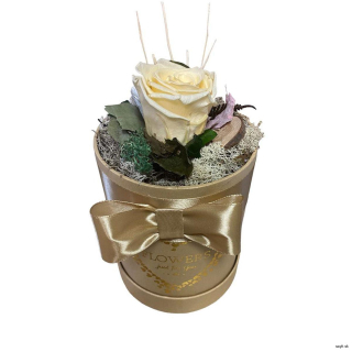 Trvácna ruža v boxe krémová