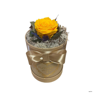 Trvácna ruža v boxe žltá