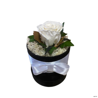 Trvácna ruža v boxe biela