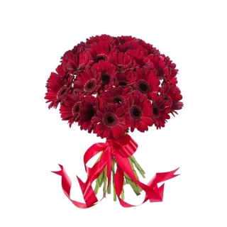 Kytica červených gerbier