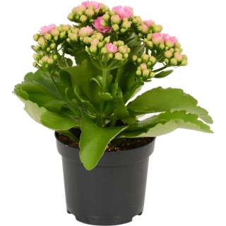 Kalanchoe Goodie ružová 