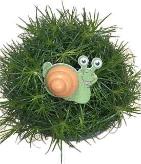 Sagina Subulata 