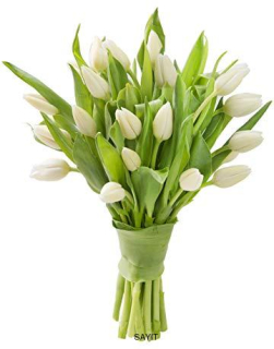 Kytica bielych tulipánov