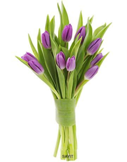 Kytica fialových tulipánov