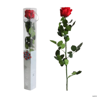 Stabilizovaná - dlhotrvácna ruža červená