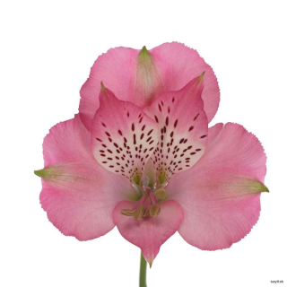 Alstroméria ružová