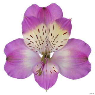 Alstroméria fialová 