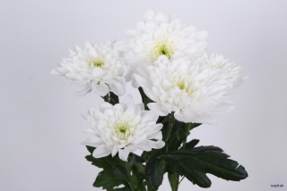 Chryzantéma biela baltic