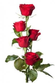 Červené ruže 5 - Red roses 5