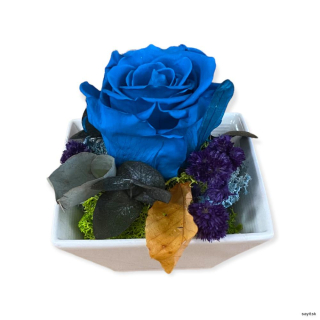 Trvácna ruža v aranžmáne modrá